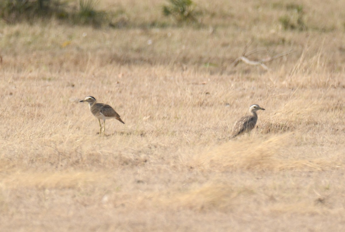 Double-striped Thick-knee - ML617815061