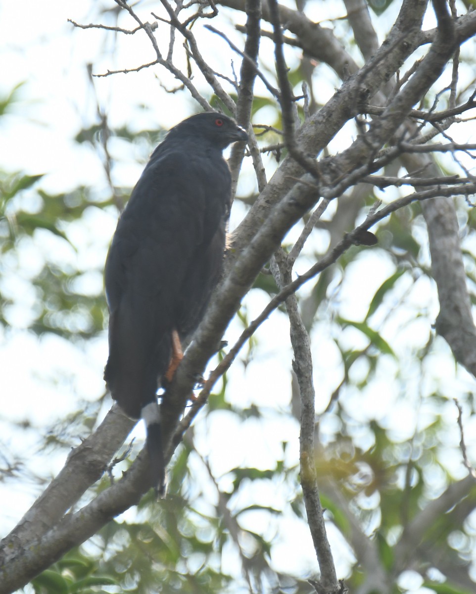 Crane Hawk - Leonardo Guzmán (Kingfisher Birdwatching Nuevo León)