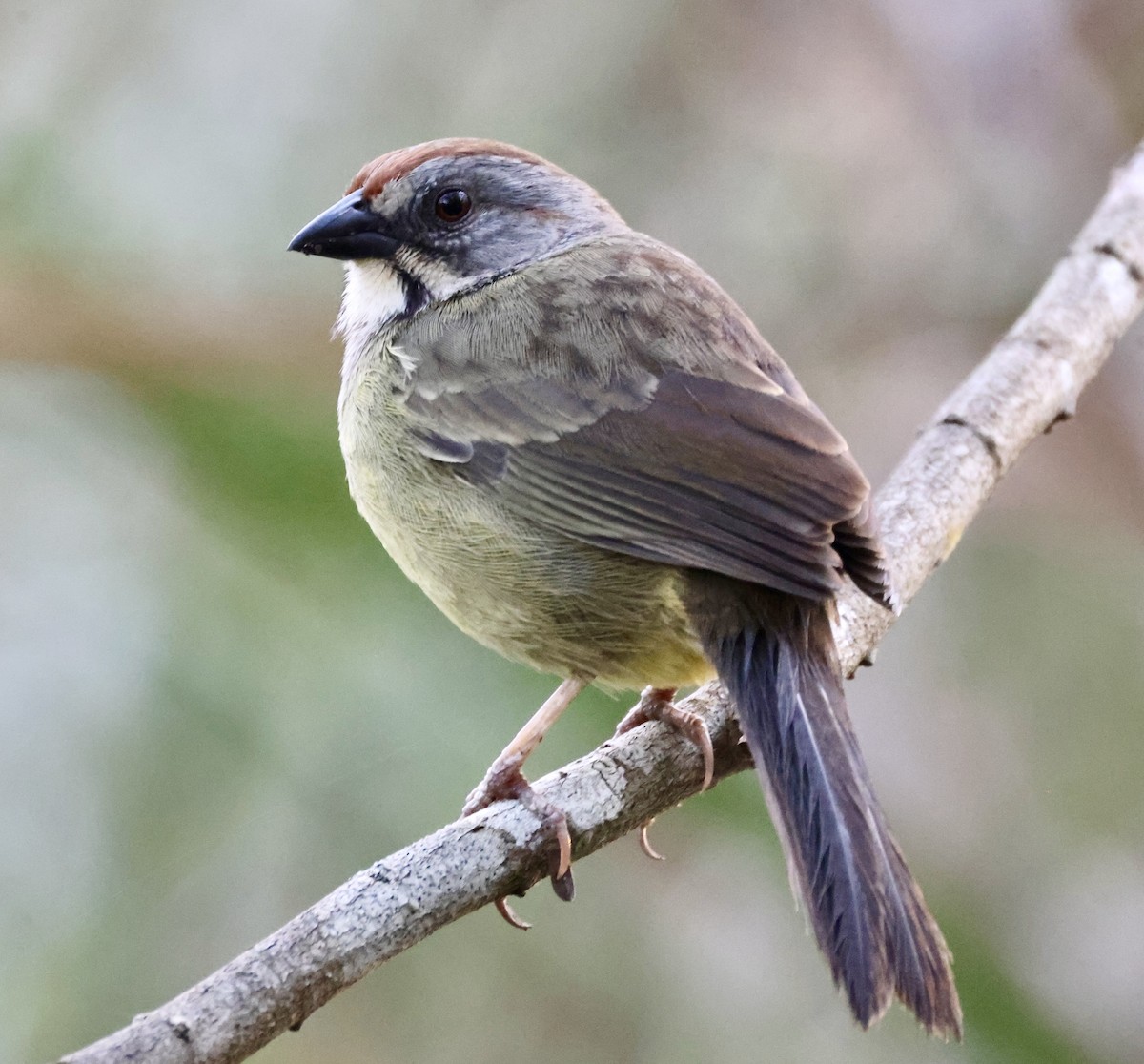 Zapata Sparrow - ML617815205
