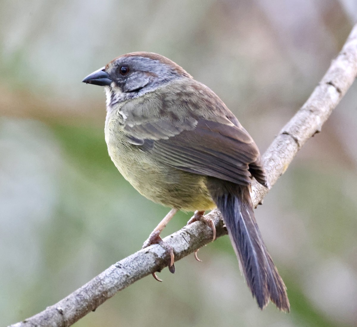 Zapata Sparrow - ML617815206
