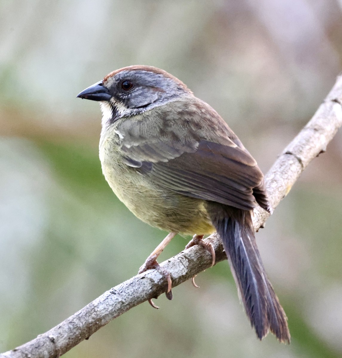 Zapata Sparrow - ML617815207