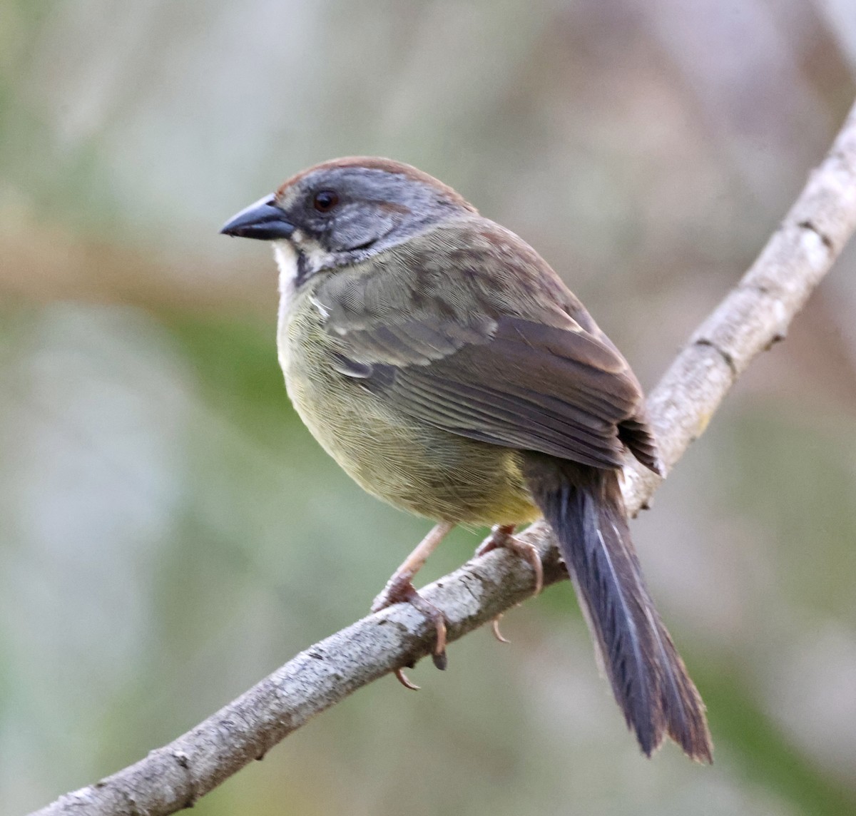 Zapata Sparrow - ML617815208