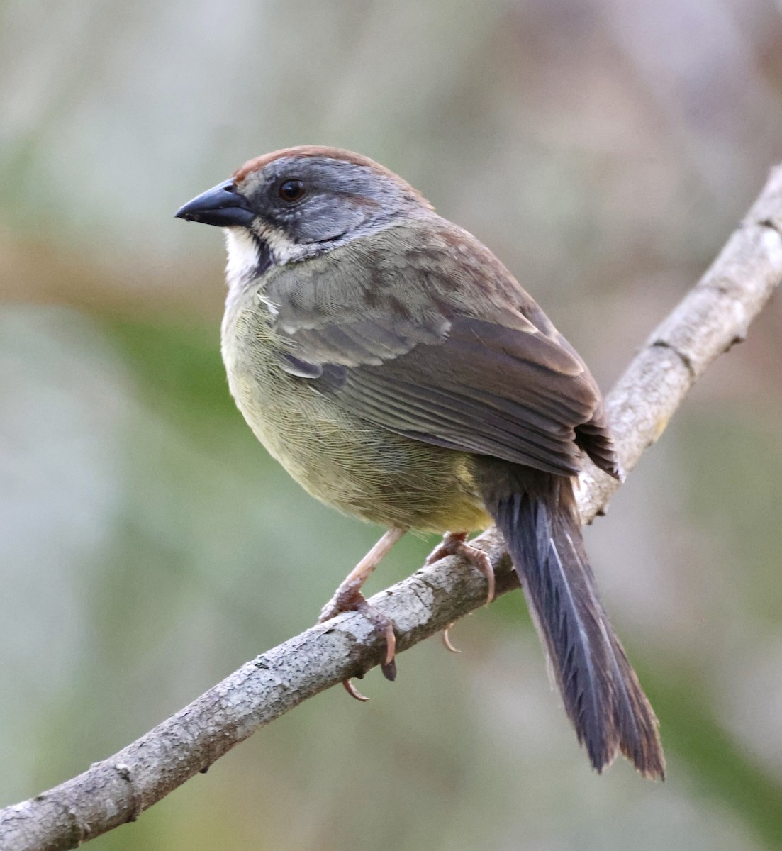 Zapata Sparrow - ML617815209