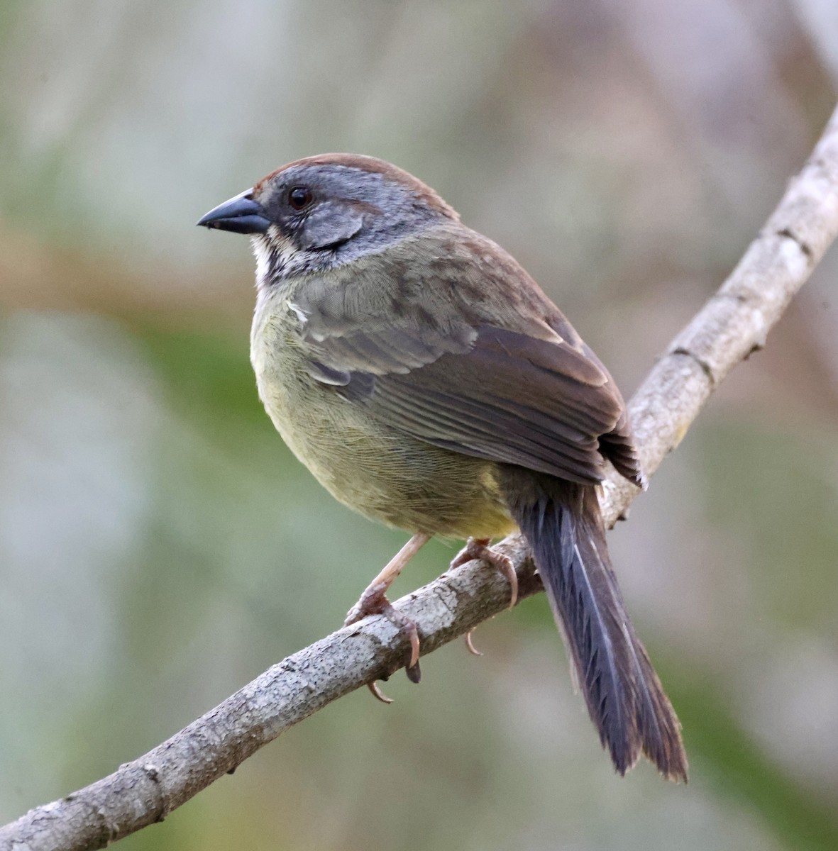 Zapata Sparrow - ML617815211