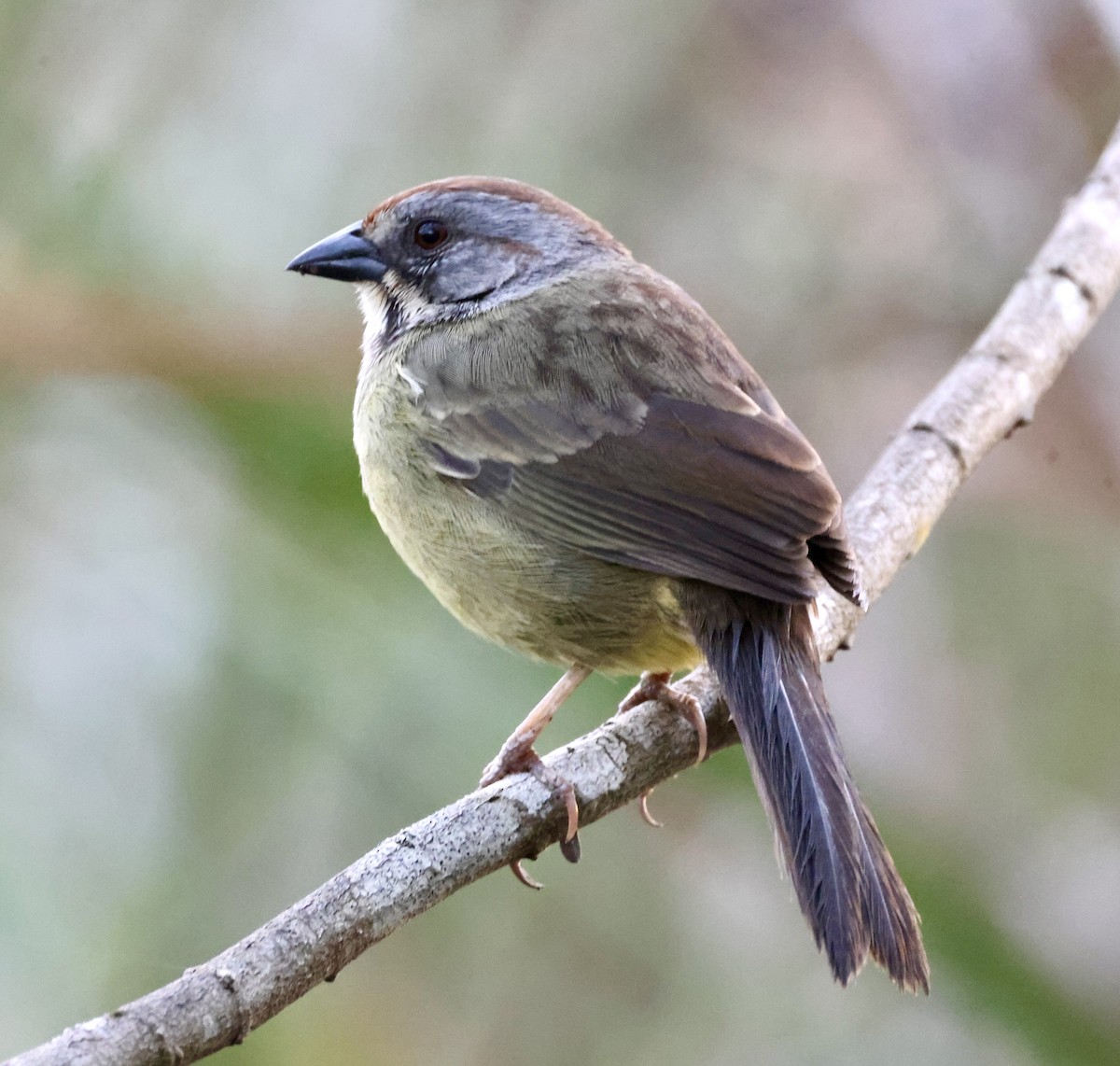 Zapata Sparrow - ML617815212