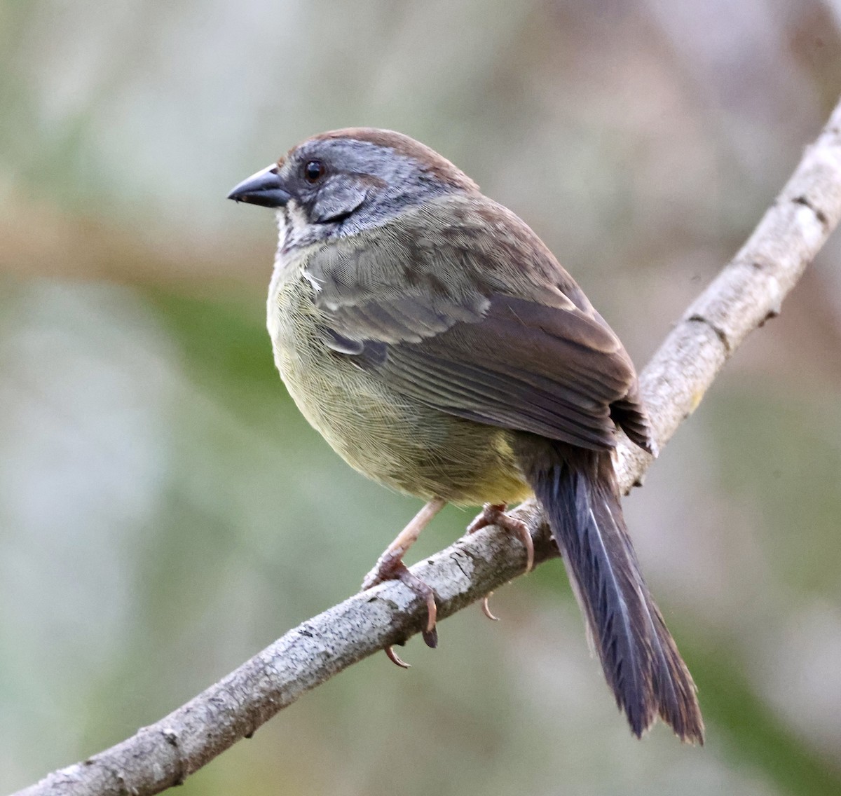Zapata Sparrow - ML617815213
