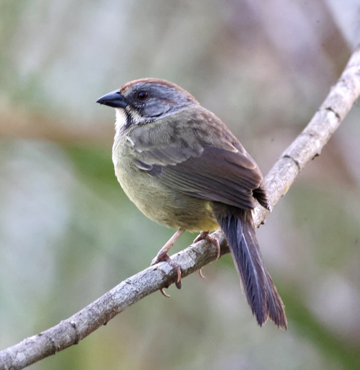 Zapata Sparrow - ML617815214