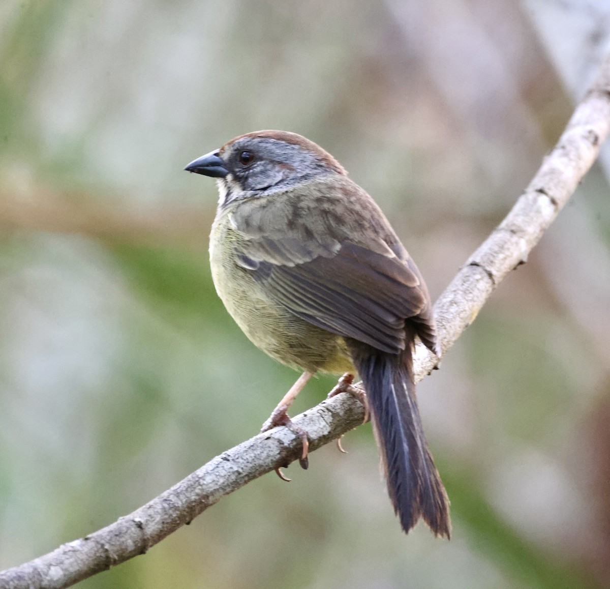 Zapata Sparrow - ML617815215