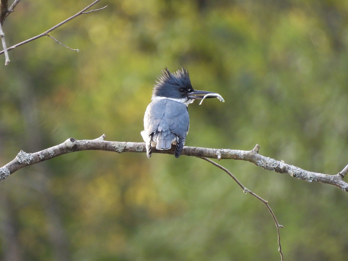 Belted Kingfisher - ML617815223