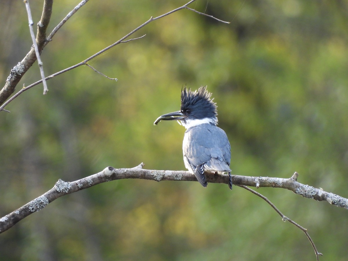Belted Kingfisher - ML617815224