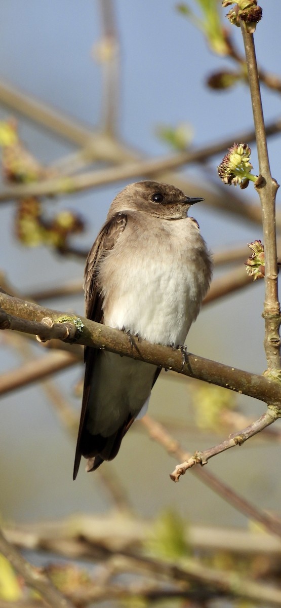 Northern Rough-winged Swallow - ML617815251