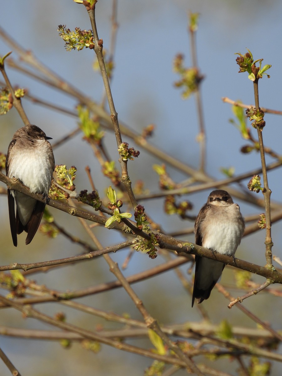 Northern Rough-winged Swallow - ML617815252
