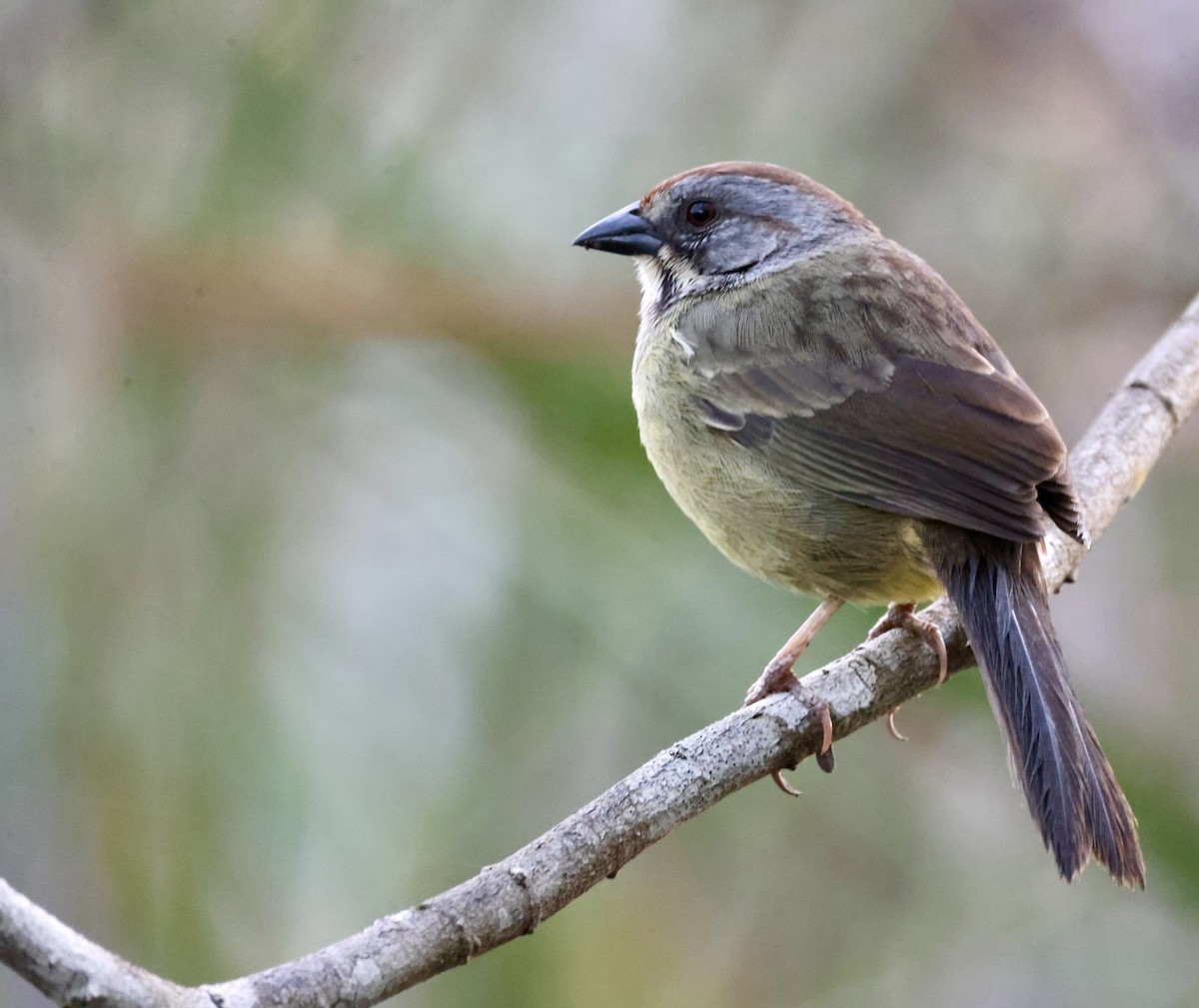 Zapata Sparrow - ML617815281