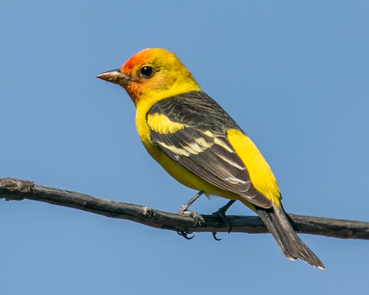 Western Tanager - ML617815285