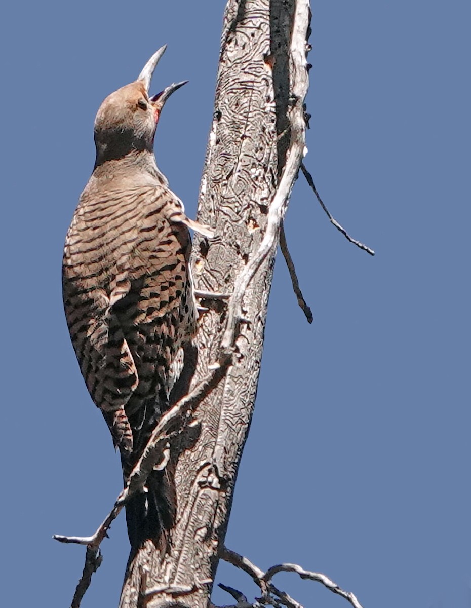 Northern Flicker (Red-shafted) - ML617815297