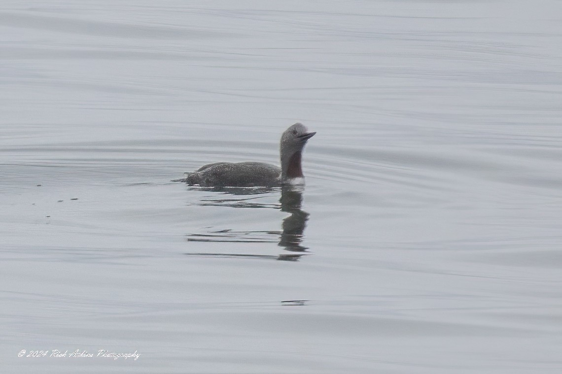 Red-throated Loon - ML617815354