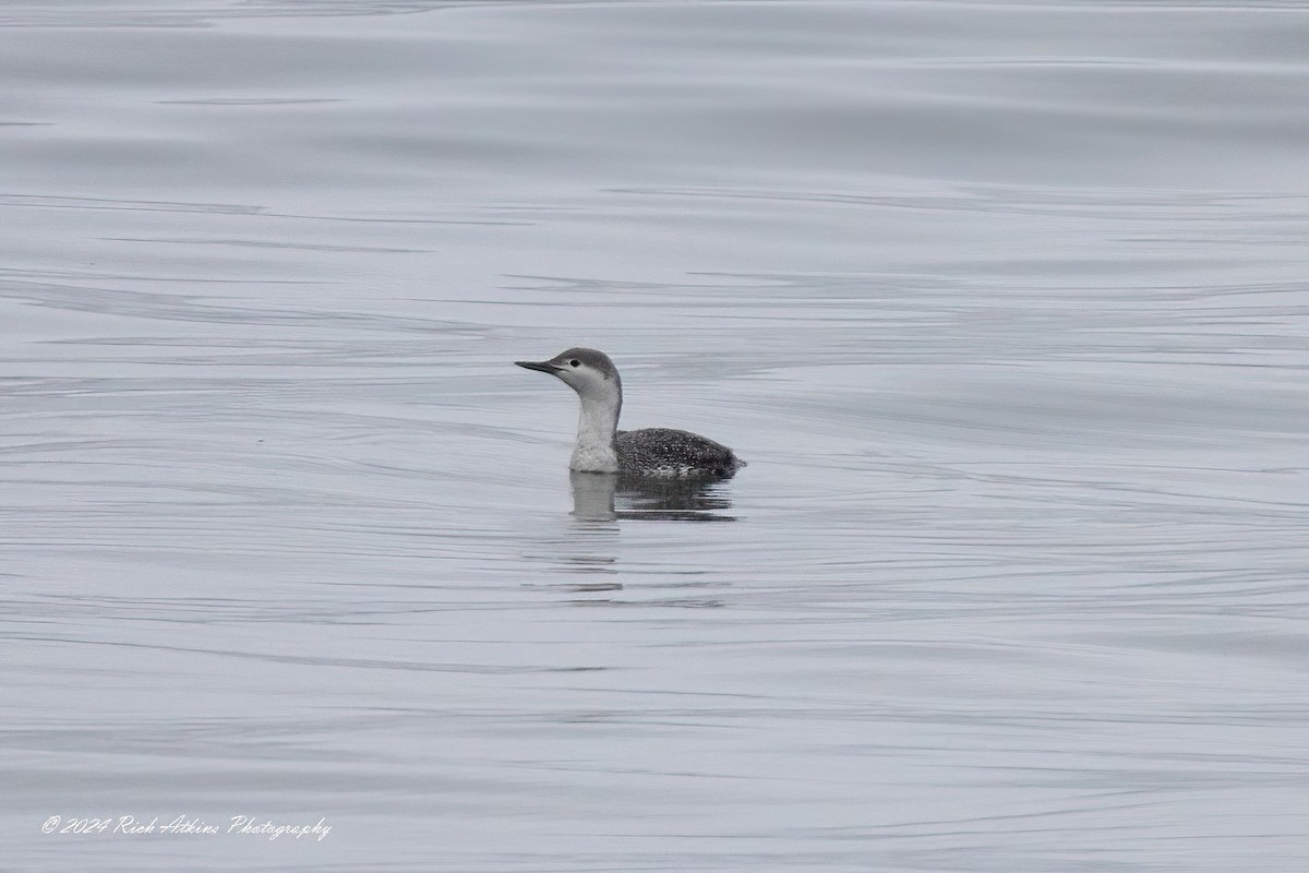 Red-throated Loon - ML617815355