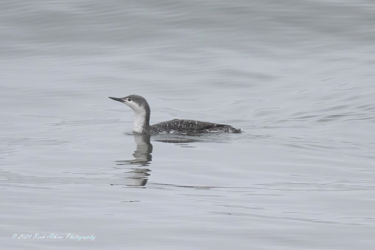 Red-throated Loon - ML617815356