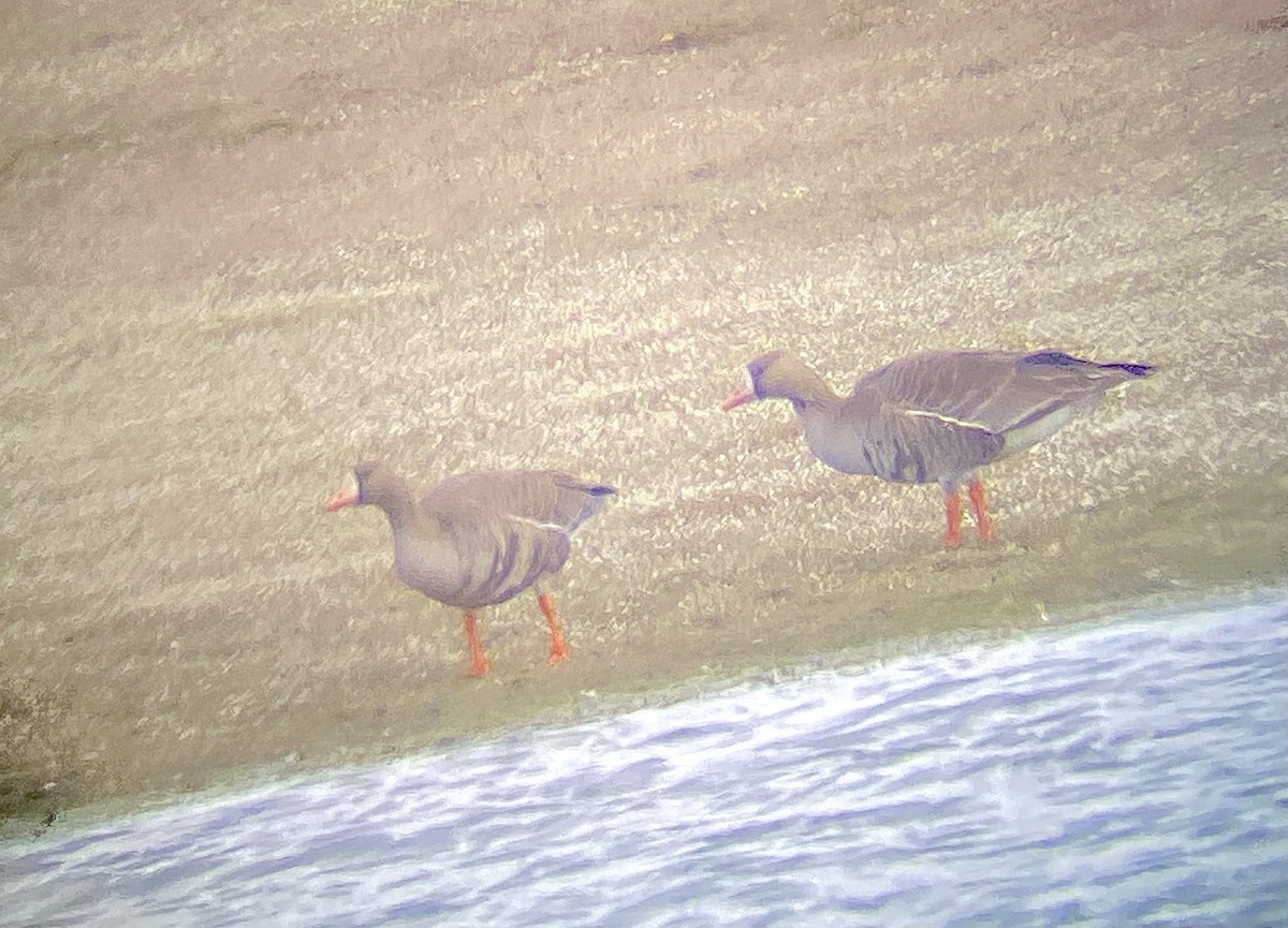 Greater White-fronted Goose - ML617815377