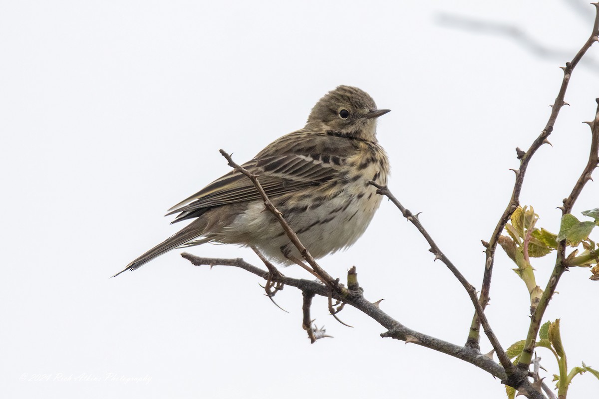 Meadow Pipit - ML617815379