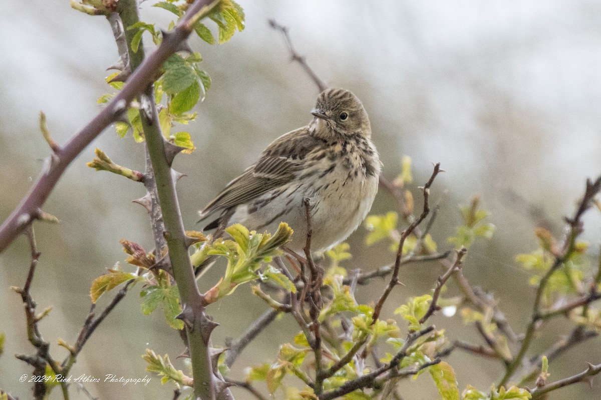 Meadow Pipit - ML617815380