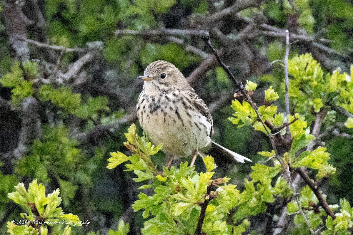 Meadow Pipit - ML617815381
