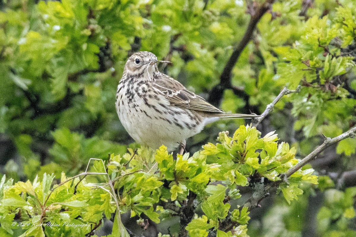 Meadow Pipit - ML617815382