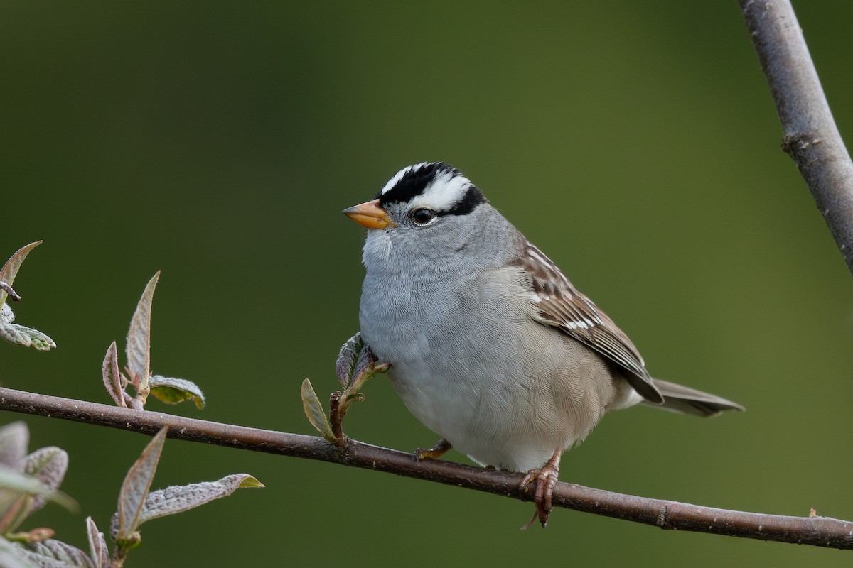 White-crowned Sparrow (Gambel's) - ML617815418