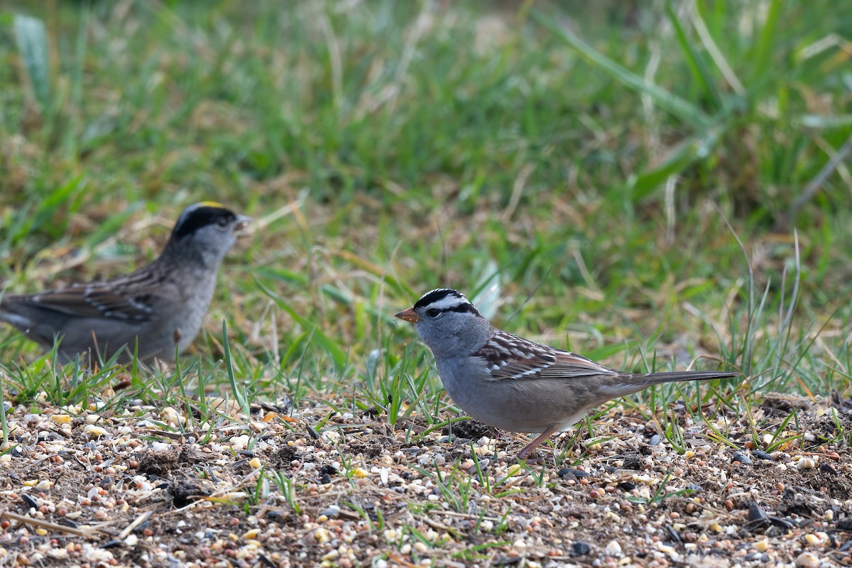 White-crowned Sparrow (Gambel's) - ML617815419