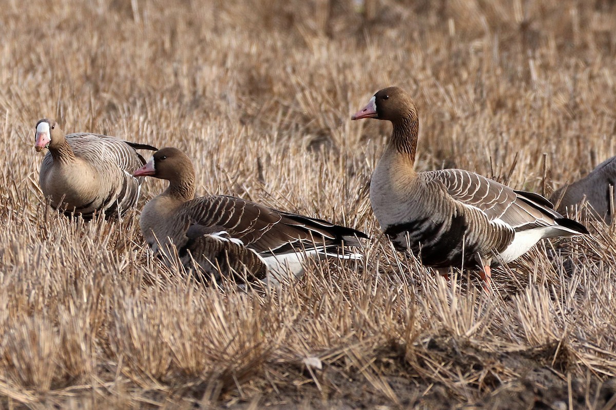 Greater White-fronted Goose - ML617815441