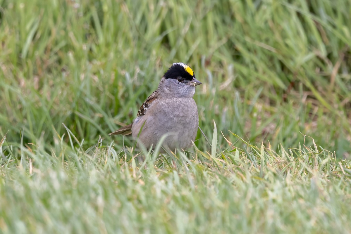Golden-crowned Sparrow - ML617815443