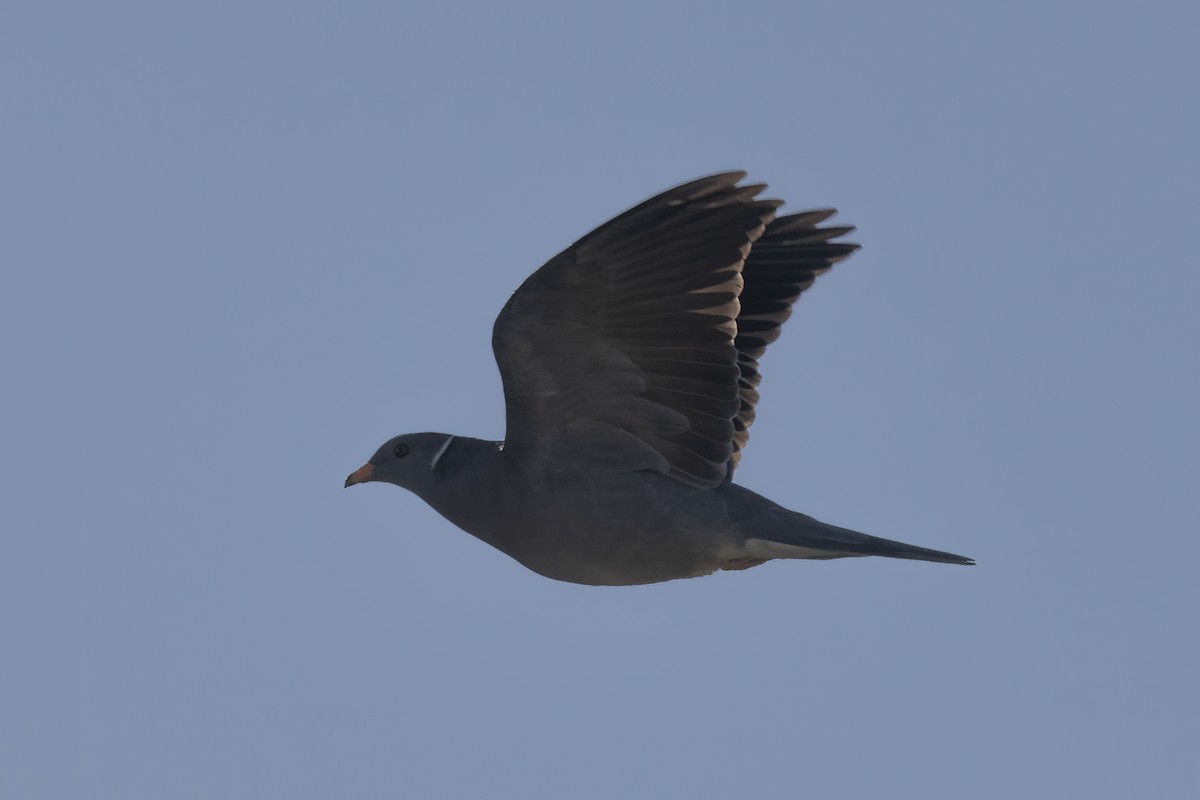 Pigeon à queue barrée - ML617815471