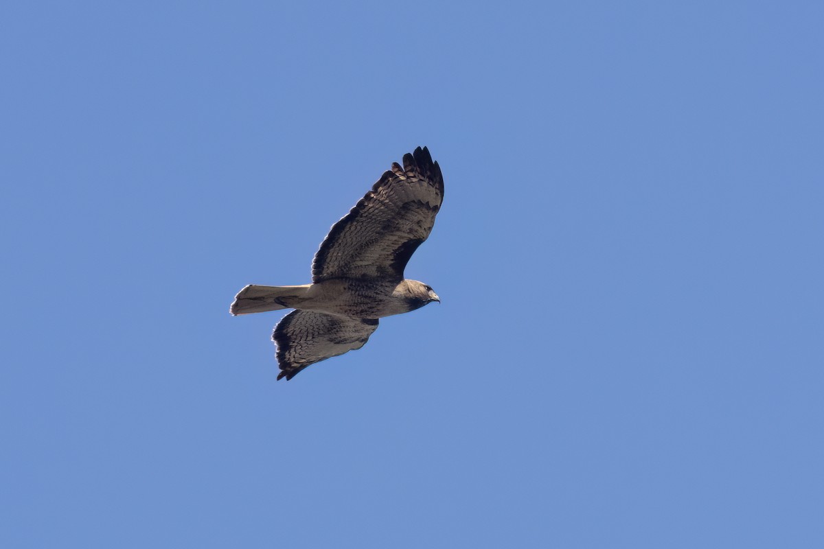 Red-tailed Hawk - ML617815477
