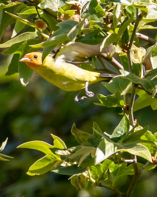 Western Tanager - ML617815489