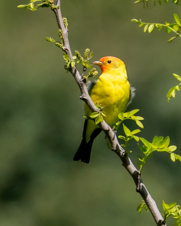 Western Tanager - ML617815490