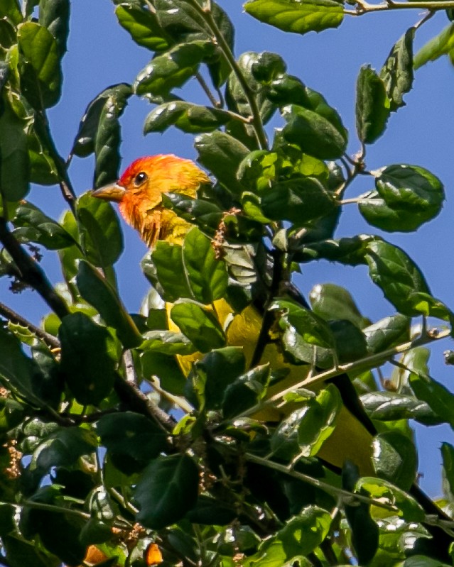 Western Tanager - ML617815492