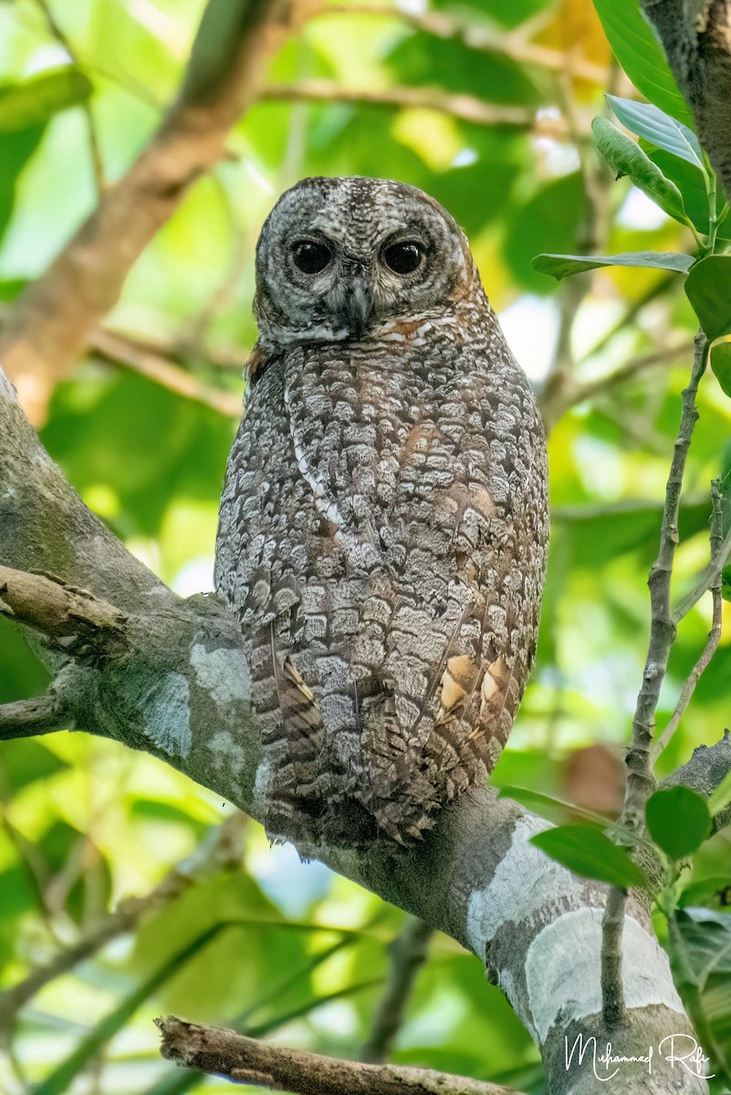 Mottled Wood-Owl - ML617815530