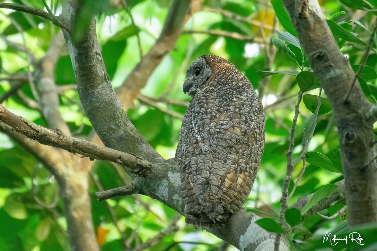 Mottled Wood-Owl - ML617815539
