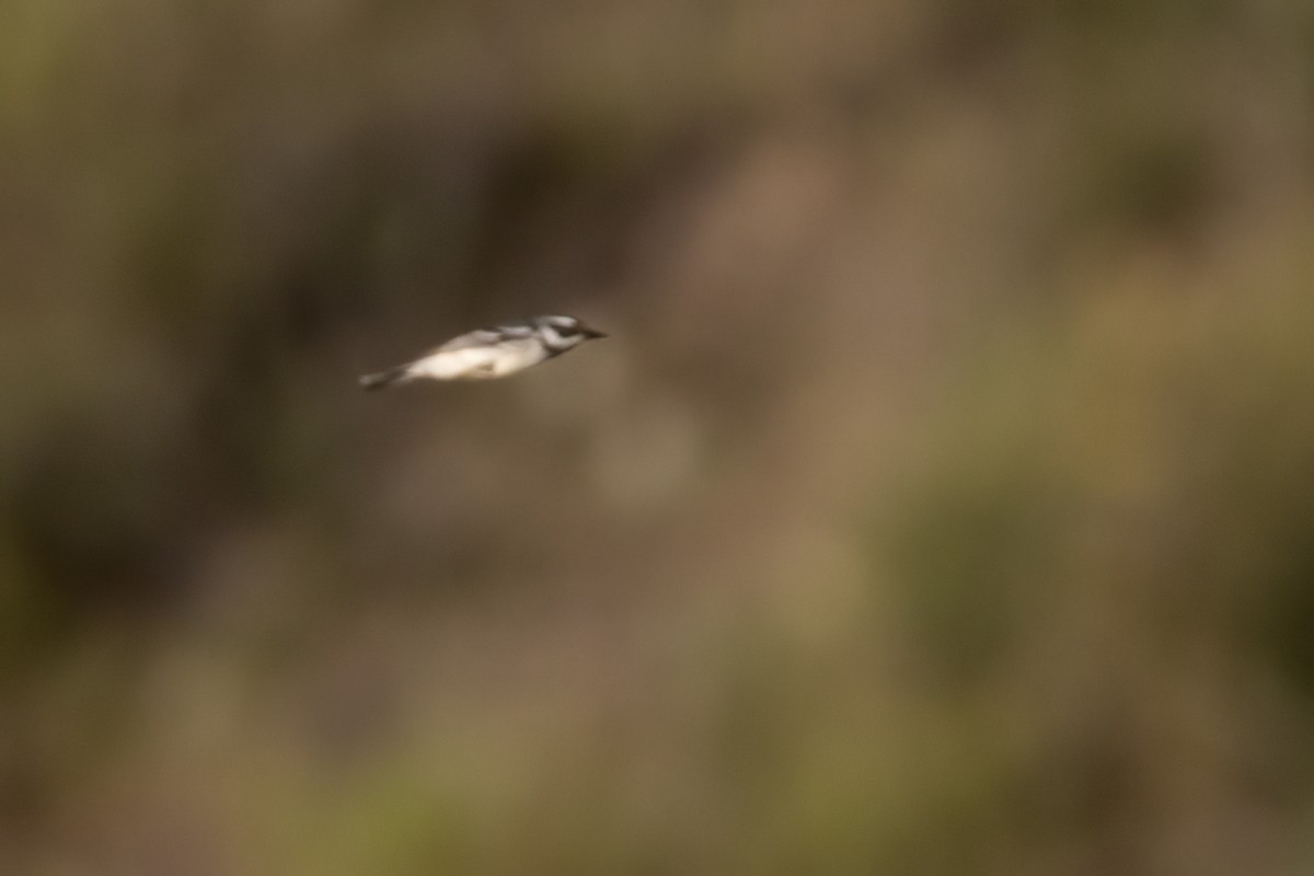 Black-throated Gray Warbler - ML617815589