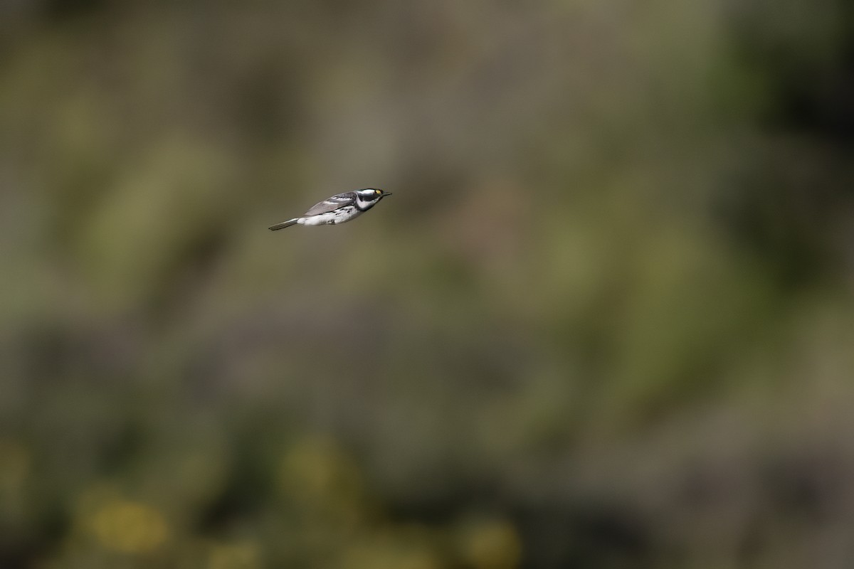 Black-throated Gray Warbler - ML617815590