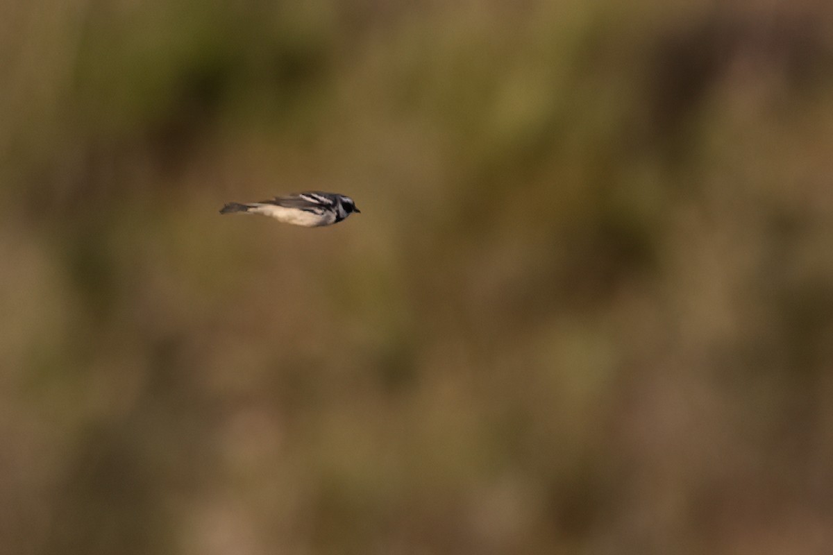 Black-throated Gray Warbler - ML617815591