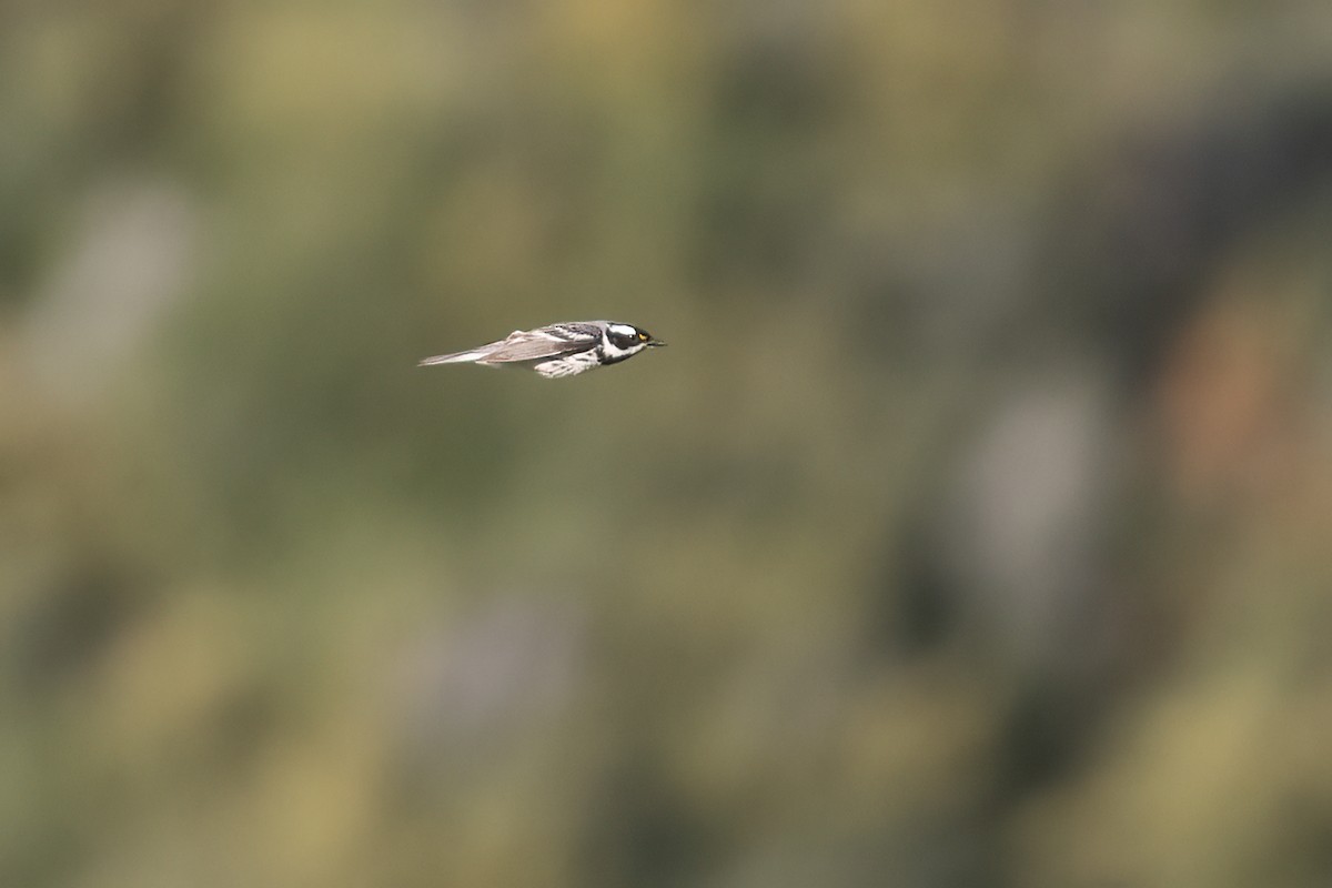 Black-throated Gray Warbler - ML617815592