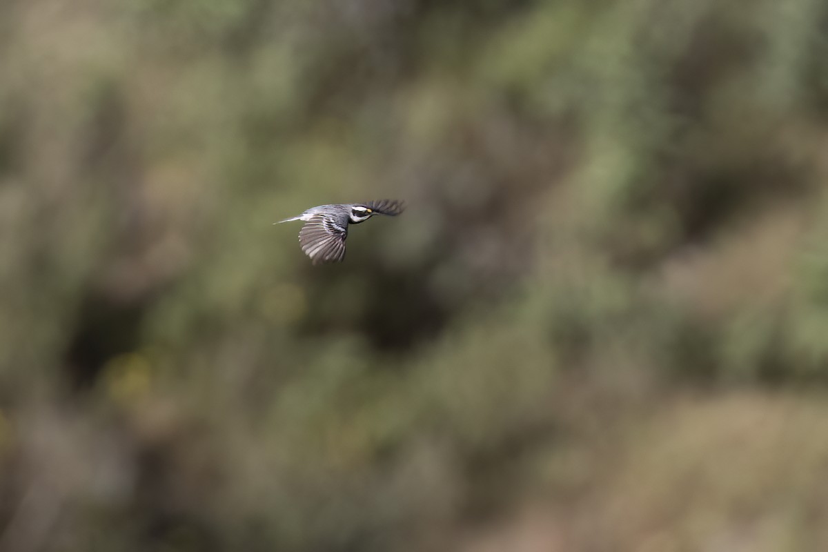 Black-throated Gray Warbler - ML617815594
