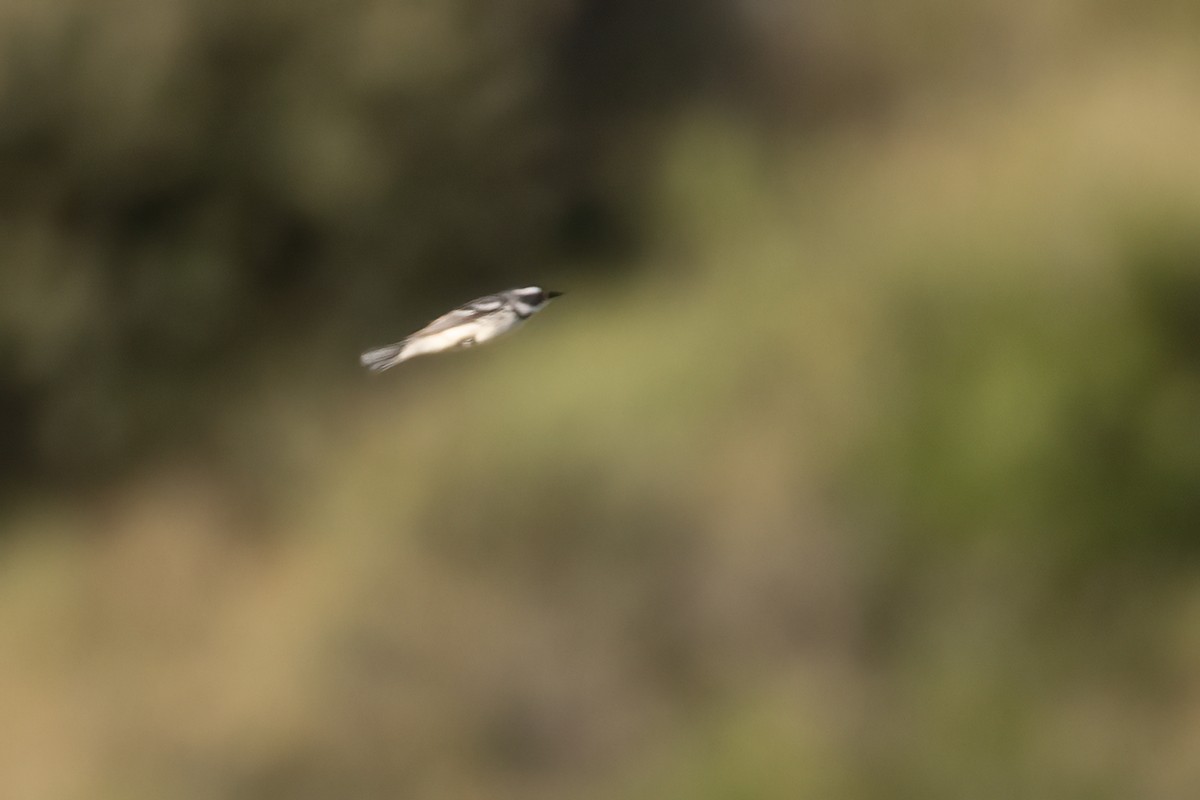 Black-throated Gray Warbler - ML617815596