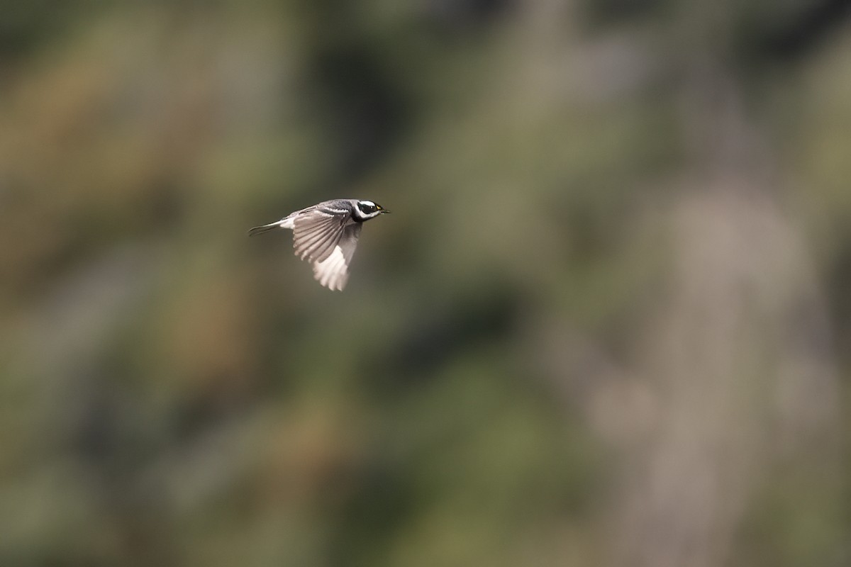 Black-throated Gray Warbler - ML617815598
