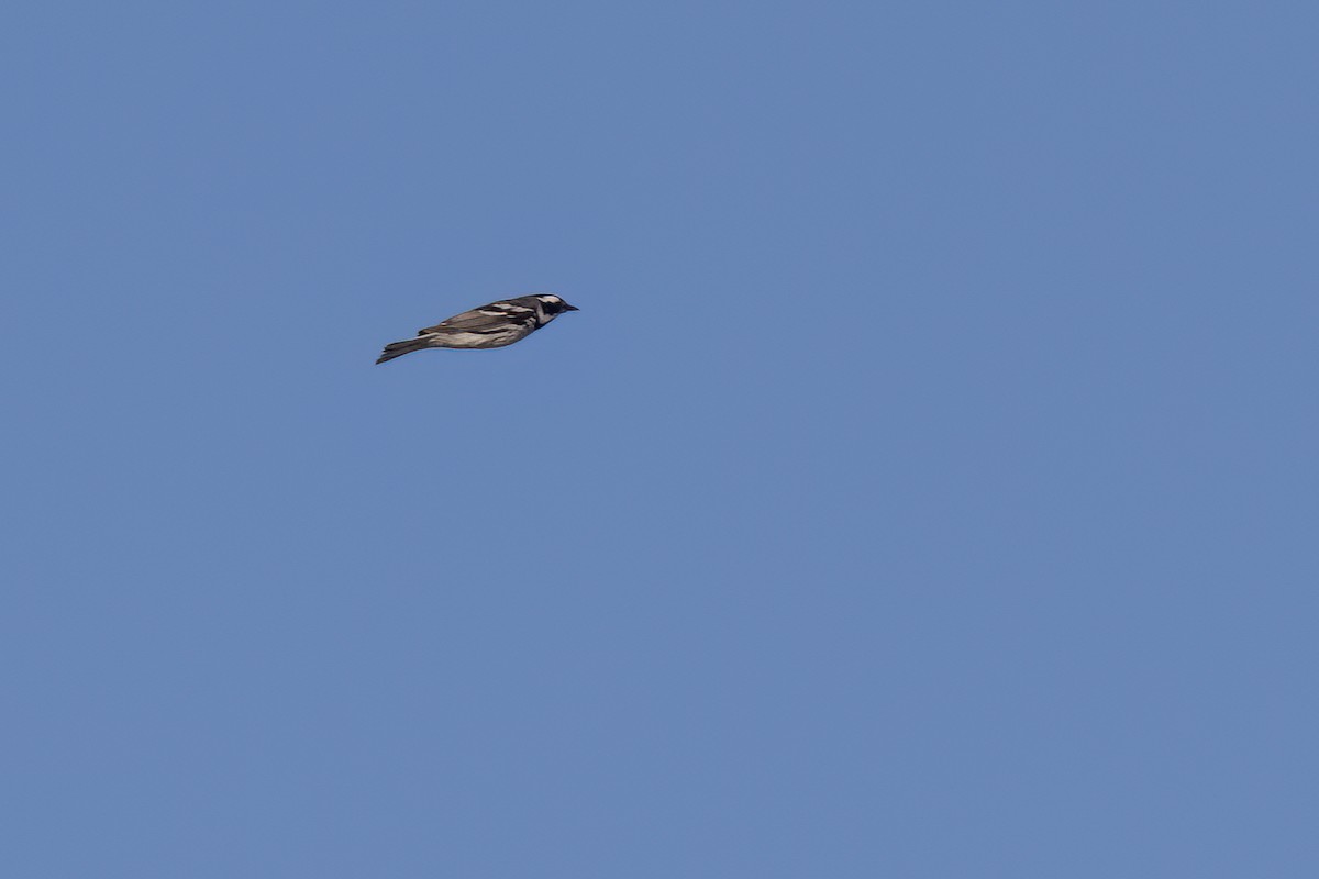 Black-throated Gray Warbler - ML617815599