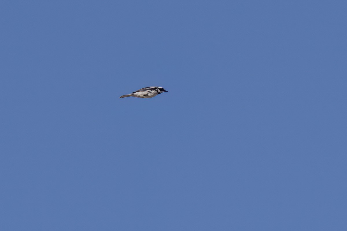 Black-throated Gray Warbler - ML617815606