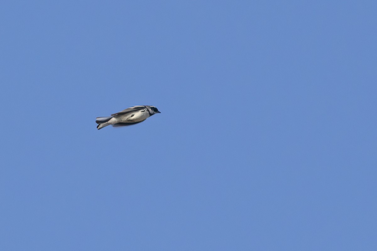 Black-throated Gray Warbler - ML617815607