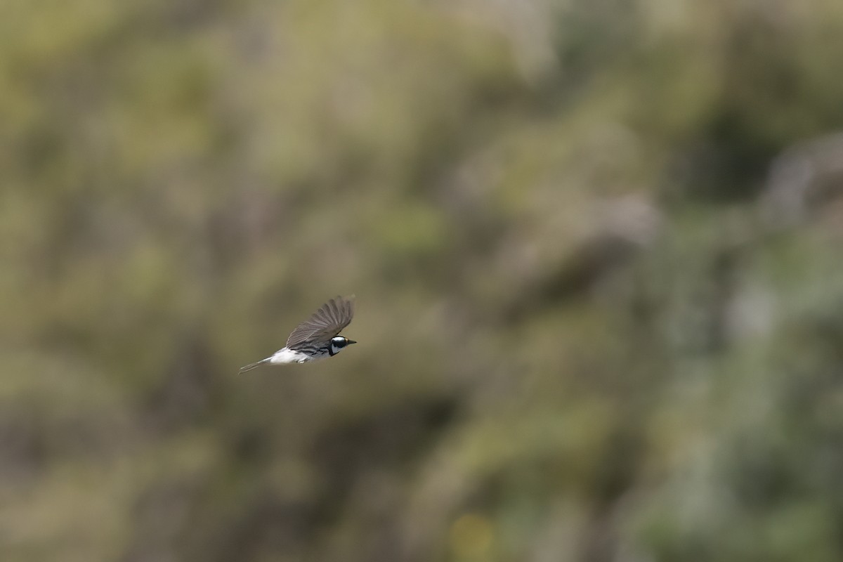 Black-throated Gray Warbler - ML617815608