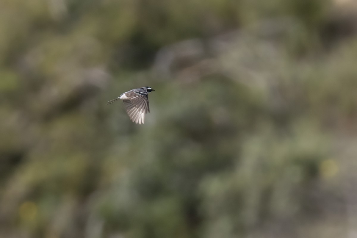 Black-throated Gray Warbler - ML617815609